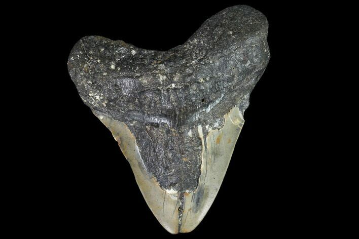 Bargain, Fossil Megalodon Tooth - North Carolina #91629